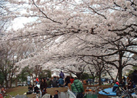 荻窪と阿佐ヶ谷の中間、善福寺川緑地公園のお花見風景。 花見の写真